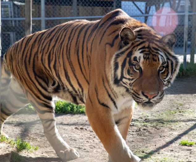 The Little Ponderosa Zoo Where Animal Rescue Meets Fun ZuzuForKids